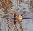 wigeon775.jpg