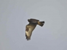 Filename=RLB_2.jpg
Filesize=11KiB
Dimensions=700x530
Date added=Jan 09, 2012 RLB_2.jpg