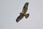 Filename=RLB_LBC__Lores.jpg
Filesize=11KiB
Dimensions=700x467
Date added=Jan 09, 2012 RLB_LBC__Lores.jpg