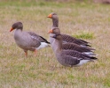 Filename=Anser_fabalis_Bean_Goose_0009a.jpg
Filesize=113KiB
Dimensions=700x563
Date added=Mar 02, 2012 Anser_fabalis_Bean_Goose_0009a.jpg