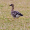 Anser_fabalis_Bean_Goose_0014a.jpg