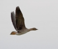 Anser_fabalis_Bean_Goose_0025a.jpg