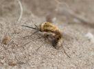 Bombylius_major_Bee_Fly_0002.jpg