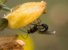 Braconidae_sp_Braconid_wasp_0002.jpg