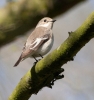 Ficedula_hypoleuca_Pied_Flycatcher_0004a.jpg