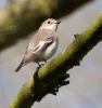 Ficedula_hypoleuca_Pied_Flycatcher_0004a.jpg