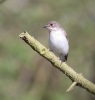 Ficedula_hypoleuca_Pied_Flycatcher_0005a.jpg