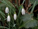 Galanthus_nivalis_Snowdrop_0002.jpg