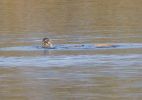 Lutra_lutra_European_Otter_0001.jpg