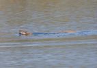 Lutra_lutra_European_Otter_0007.jpg