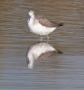 Tringa_nebularia_Greenshank_0006.jpg