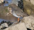 Tringa_totanus_Redshank_0012.jpg