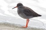 Tringa_totanus_Redshank_0018.jpg