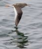 Tringa_totanus_Redshank_0028.jpg