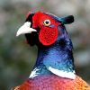 Pheasant_12_March_2010.jpg