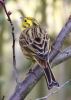 Yellowhammer3_28_March_2010.JPG