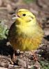 Yellowhammer_28_March_2010.JPG