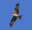 Filename=A151RedKiteFeb12b.jpg
Filesize=119KiB
Dimensions=600x554
Date added=Feb 03, 2012 A151RedKiteFeb12b.jpg