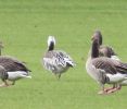 Filename=BPSnow-Goose2.jpg
Filesize=121KiB
Dimensions=407x345
Date added=Nov 10, 2010 BPSnow-Goose2.jpg