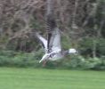 Filename=BPSnow-Goose3.jpg
Filesize=122KiB
Dimensions=606x512
Date added=Nov 10, 2010 BPSnow-Goose3.jpg