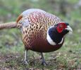BWDpheas10211.jpg