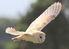 BarnOwl14712.jpg