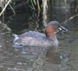 COGlgrebe22111.jpg