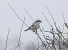Filename=FolkShrikedec11.jpg
Filesize=129KiB
Dimensions=600x439
Date added=Dec 30, 2011 FolkShrikedec11.jpg