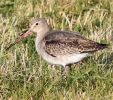 Filename=FraMar251110BTGodwit.jpg
Filesize=129KiB
Dimensions=600x529
Date added=Nov 25, 2010 FraMar251110BTGodwit.jpg