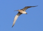 FramptCurlew8214.JPG