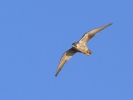 FramptPeregrine8214.JPG