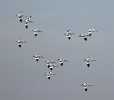 GIBavocetc19311.jpg