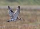GibCurlew21112.jpg