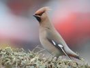 Filename=GraWaxwi18113d.jpg
Filesize=125KiB
Dimensions=600x454
Date added=Jan 18, 2013 GraWaxwi18113d.jpg