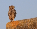 GranthLiOwl19314-2.jpg