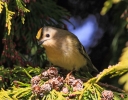 GrnLneGoldcrest22314b.jpg