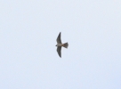 HmeHobby7712.jpg