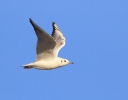 MSWBHGull151212.jpg