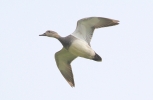 MSWGadwall22412.jpg