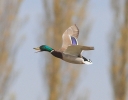 MSWMallard22412.jpg