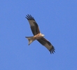 Filename=MSWRedKiteMar12.jpg
Filesize=110KiB
Dimensions=600x545
Date added=Mar 06, 2012 MSWRedKiteMar12.jpg