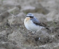MSWWheat23314h.jpg