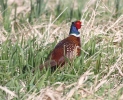MSWphes3411.jpg