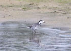 MSWwhtewag8511.jpg
