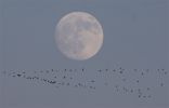 Filename=Moon-HStMks18111.jpg
Filesize=104KiB
Dimensions=600x383
Date added=Jan 18, 2011 Moon-HStMks18111.jpg