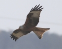 Filename=RedKiteStainbyNov11.jpg
Filesize=111KiB
Dimensions=600x475
Date added=Nov 09, 2011 RedKiteStainbyNov11.jpg