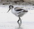 avocet-chick.jpg