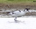 avocet.jpg