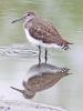 greensandpiper2.jpg