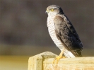 Filename=hmesphawk600px.jpg
Filesize=101KiB
Dimensions=600x448
Date added=Oct 15, 2011 hmesphawk600px.jpg